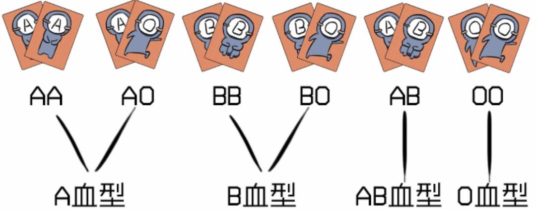 O型血和A型血的父母会生出什么血型的孩子